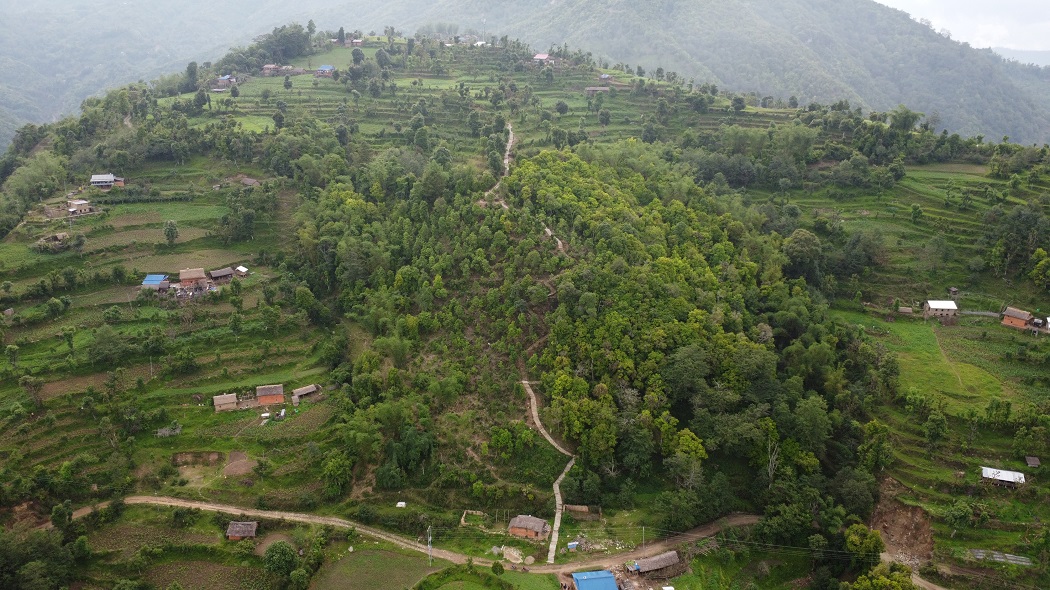 भोजपुरको वाक्चाखामा ‘जाल्पादेवी गुराँस पदमार्ग’ निर्माण